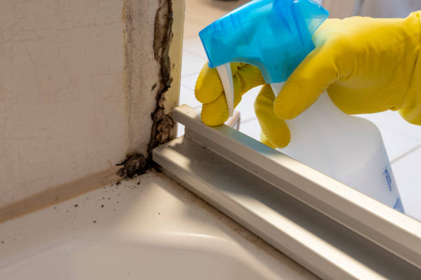 Best White Mold Remediation in Kotlik, AK